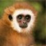 AngryMonkey