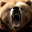 BDog_Grizzly