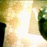BRTurtle is online