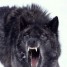 BlackWolf019