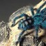 BlueSpider