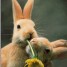 Bunny_Bunch
