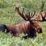 ChosenMoose