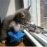 CrazyKitten