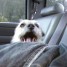 Crusadious