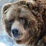 ElectroBear is online