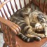 EspanolKitty