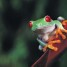 FROGS1
