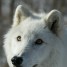 Frostwolf711 is online
