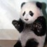 GOGOPANDA