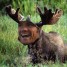 GraviTiger is online