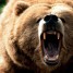 LTPapaBear
