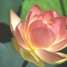 LotusANM