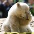 PolarBear109