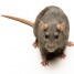 Rat_Haus is online