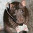 Ratmaster is online