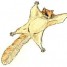 SquirrelyQ