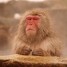 TaoistMonkey is online
