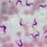 Trypanosoma