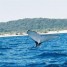 WhalesTale