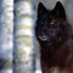 WolfAmI