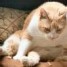 Wrinklycat