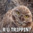 Z1L0 is online