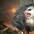 angrypossum