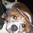 barks94