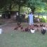 chikinboy