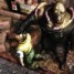 darkhunter67
