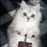 darthmeow