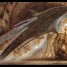 dragonlovers