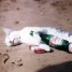 drunk_fucker