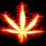 flameweed