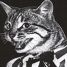 flapjacks is online