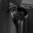 green_dog is online