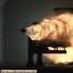 grey_wolf793 is online