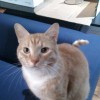 I would totally f**k Joe the Cat