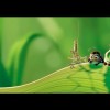 Pixar