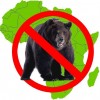 There are No Bears in Africa.
