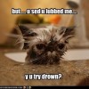 Cat lovers