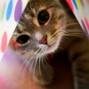Everyone that loves Cats!! >^.^<