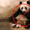 Anti - Giant Panda Nipple Coalition