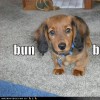 RoosterTeeth Daschund Alliance