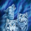 Arctic Wolf Pack