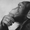 Deep Thinkers