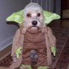 Dogs in clothes