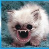 EEKF (Epic Evil Kitty Forum)