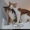 LOL Cat